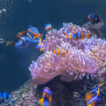 onesimcr Floating Fish Tank Decorations, Aquarium Decorations, Lovely Diver Fish Tank Decorations, Floating Device Fish 