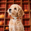 Maca Bates Fall Plaid Dog Collar,Pumpkin Charm,Small for Girl,BoyDogs