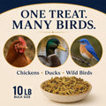 Classic Flock 10lb Dried Black Soldier Fly Larvae Chicken Feed,100% Natural Non-GMO BSF Larvae,More Calcium Than Mealworms,High Protein Chickens Treats, Food for Wild Birds, Ducks, Laying Hens