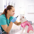 Avont Cat Recovery Suit - Post-Surgery Onesie for Cats, Alternative to Cone of Shame, Protective Spay Suit for Female Kitten, Ideal for Healing and Skin Conditions -Magenta(M)