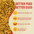 GOLDWORMS 10LB Dried Black Soldier Fly Larvae, 85X More Calcium Chicken Feed Than Mealworms, 100% Natural Non-GMO BSF, Treat for Chickens, Ducks, Laying Hens, Birds