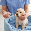 Pet Feeding Syringe, 2 Pcs Puppy Kitten Nursing Syringe with 10 Pcs Nipple, Silicone Feeding Tools for Newborn Animals P