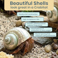 Hermit Crab Shells | Turbo Shells | White Pearl Jade Green Turbo Shell 3"-3.5" | Hermit Crab House for Décor | Plus Free