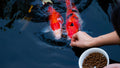 Premium Floating Fish Food | Pond and Lake | Pellets | 2 Pounds