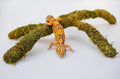 Leopard Gecko Tank Accessories, Adjustable Climbing Toys Supplies, Terrarium Habitat Decor