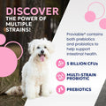 Nutramax Proviable Probiotics + Prebiotics for Dogs, Chewable Tablets, 60ct