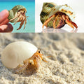 12PCS Hermit Crab Shells Medium and Large Growth Turbo Seashells 1.18"-3.2"