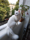 Cat Balcony Netting 10 * 20ft Cat Anti-Fall Netting Duralble Nylon Balcony Screen for Pets Pet Safty Netting for Balcony