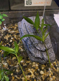 YZHZOM Turtle Basking Platform with Suction Cups, Floating Resting Terrace for Frogs, Terrapins and Tortoises