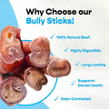 7" Standard Bully Sticks 10 Pack Refill - No Choking/All Natural Pizzle Sticks