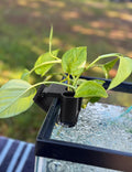 2 Pk Upgraded Aquarium Plant Holder, Hanging Aquarium Plant Holder with Clip, Suitable for Fish Tank Plant Potting, Aqua