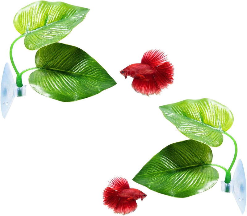 CousDUoBe 2 Pack Betta Fish Leaf Pad Improves Betta's Health by Simulating the Natural Habitat - Natural, Organic, Comfo