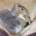 Exotic Nutrition Antler Chews - Safe Small Animal Chew - Natural Source of Healthy Minerals - Chinchilla, Hamster, Degu,