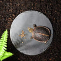 Reptile Basking Platform Rock Tortoise Habitat Slate Rock for Reptiles Food Dish Landscape Habitat Decor Accessories for