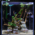 Aquarium Shrimp/Small Fish Feeding Dish Feeder Dish, Acrylic Material, Mini Size (Sakura Shaped)