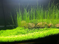 3 Bags Aquarium Plant S.e.e.d set, not aritifical plastic, Fresh Water Grass for Fish Tank zmml4