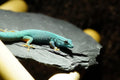 Natural Slate Stones 8 to 10 Inches - USA Sourced and Packaged for Aquascaping Aquariums, Terrariums, Paludariums, Repti