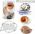 QICQDRAM 3PCS Hermit Crab Shells 2.9~3.3'' Large Seashells 1.2~2'' Opening