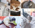 Catnip Toy, Cats Mouse Plush Cat Toys, Cat Mice & Animals Toys for Indoor Cats and Kittens, Cat Chew Toy for Exercise for Pet Cat Kitten Kitty (6 Packs)