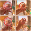 Sugar Glider Recovery Collar Extra Small Hamster Neck Cone Small Pet Collar Adjustable Protective Soft Cone for Sugar Gl