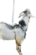 Asatre Hemp Goat Leash, 6 Ft Fleece-Lined Leash for Goats & Sheep
