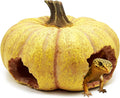 Pumpkin Leopard Gecko Hide Reptile Bearded Dragon Tank Hideout Caves Accessories Halloween Turtle Lizard Snake Décor Amp