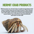 Fluker's Natural Sea Sponge for Hermit Crabs