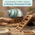 Hermit Crab Shells | Turbo Shells | Jade Green Banded Turbo Shell 4"-4.5" | Hermit Crab House for Décor | Plus Free Naut