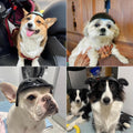 LESYPET Dog Helmet for Extra Small Dogs, Kitten Motorcycle Helmet with Ear Hole Design, Extra Small Dog Hat for Chihuahua Yorkie, Adjustable, X-Small