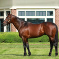 Red Light Therapy for Horses Hoof, Portable Wearable Pets Red Light Phototherapy Wraps, for Equine Hoof & Hock Pain Reli