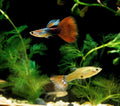 Guppy Micro Sinking Granules, Color Enhancing and Spirulina Mix for Guppies, Tetras, All Live Bearers, Baby Cichlids...W