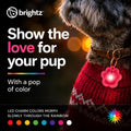 Brightz PupBrightz LED Dog Collar Charms, Paw & Bone, 2-Pack