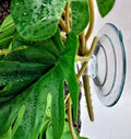 Fake Reptile Plants for Terrarium ,Tank Decor,Artificial Plant