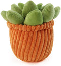 Round Succulent