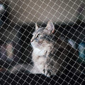 Netting for Balcony, Cat Netting Anti-Fall Mesh Fence, Anti Bird Netting for Garden/Balcony, Transparent Nylon Pet Mesh Fence for Dogs & Cat, Pet Safety Net for Balcony/Stairs/Window - 10x16Ft