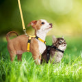 Outus 5 Pieces Adjustable Rabbit Harness and Leash Set, Lovely Color