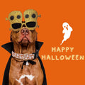 Faygarsle Orange Halloween Dog Collar Ghost Pattern Fall Collar for Dogs L