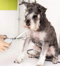 Pets vv 7.5" Curved Dog Grooming Scissors with Safety Round Tips, Light Weight Professional Pet Grooming Shears Stainless Steel for Dogs Cats Pets