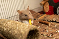 SIMENA Wooden Hamster Suspension Bridge Toy, Hamster Fencing, Natural Climbing Ladder for Dwarf Hamsters, Syrian Hamster