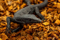 ReptiChip Reptile Substrate Coconut Chip Bedding 72 Quart Compressed Organic Coco Husk Block for Snake Habitat, Ball Pyt