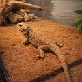 6-Pack Natural Coconut Fiber Reptile Carpet, 12x12 Inch Eco-Friendly Terrarium Liner & Bedding for Lizard, Snake, Turtle