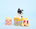 ZippyPaws Burrow Interactive Dog & Puppy Toys for Boredom