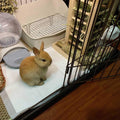kathson Wooden Hay Feeder Rabbit Less Waste Food Feeding Rack Standing Pet-self Feeding Hay Manager Grass Holder Small A