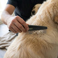 Pet Republique Grooming Tool - Fine-Toothed Comb for Removing Fleas, Mites, Ticks, and Dandruff from Dogs, Cats, Rabbits