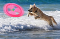Flying Disc Dog Sport Toy with Flashing LED Lights, Light Up Pet Disk for Ultimate Night Time Play