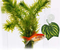SLSON Fishes Veggie Seaweed Plant Suction Cup Clip Feeding Tool Feed Holder Aquarium Accessories for Fish Tank Fish Feed