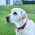 Dogline Biothane Waterproof Dog Collar with Quick Release Buckle Strong Coated Nylon Webbing with Odor- Proof for Easy C