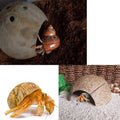 SINKOO 16PCS Hermit Crab Shells (7 Types) Growth, Hermit Crab Coconut Hut