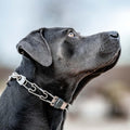 Herm Sprenger ClicLock Fastener Stainless Steel Buckle for Prong Dog Training Collar & Quick Release with Easy Buckle fo
