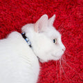 Reflective Cat Collar with Bell, Set of 6, Solid & Safe Collars for Cats, Nylon, Mixed Colors, Pet Collar, Breakaway Cat